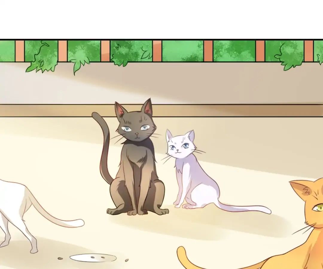 Popular Deskmate is A Cat chapter 1 - page 96