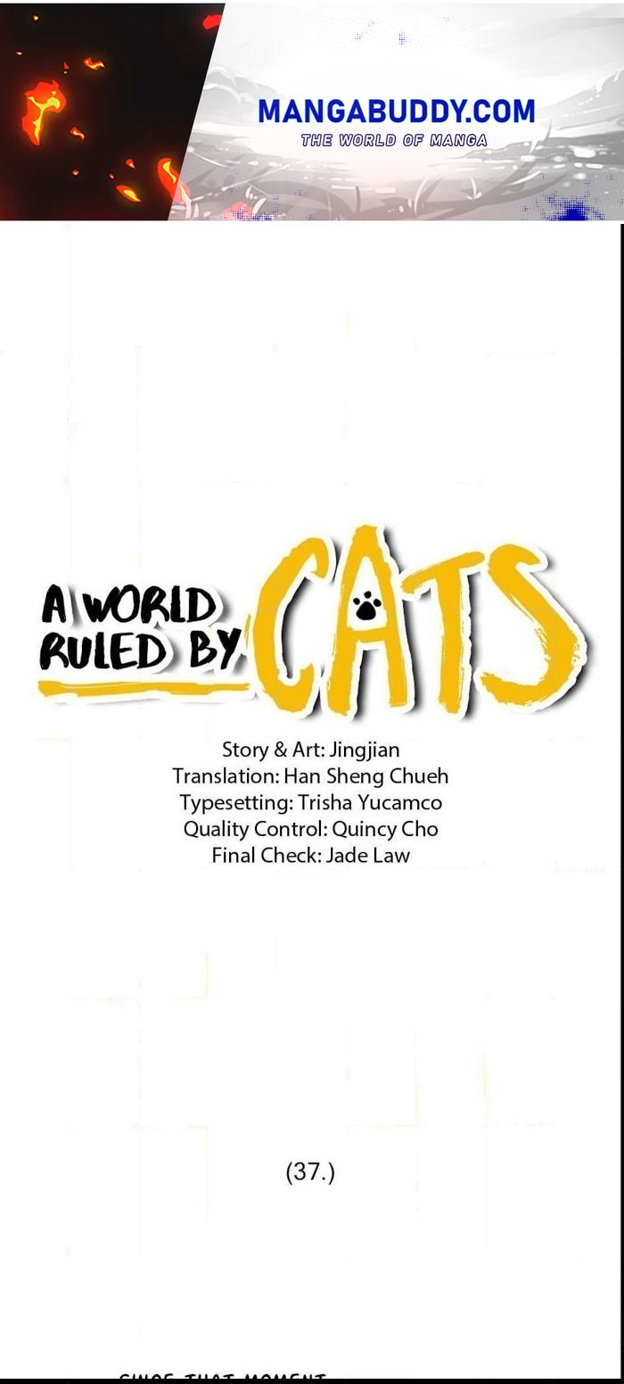 A World Ruled by Cats chapter 37 - page 1