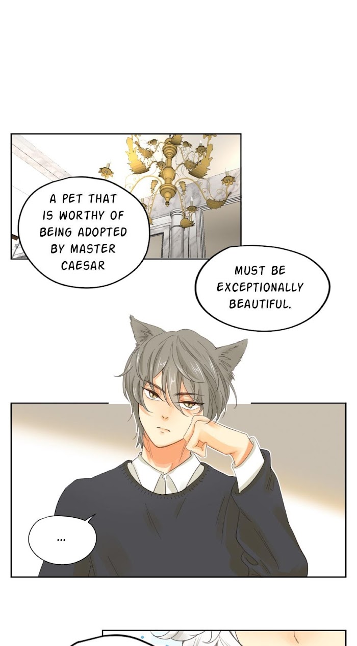 A World Ruled by Cats chapter 39 - page 12