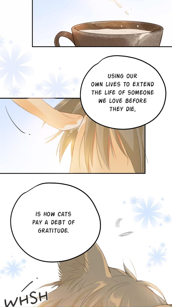A World Ruled by Cats chapter 74 - page 12