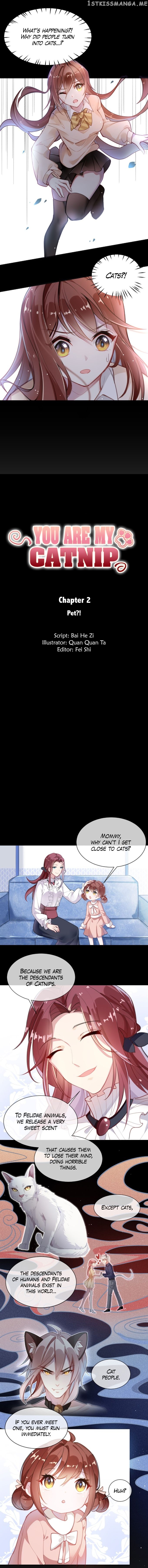 You Are My Catnip chapter 2 - page 1