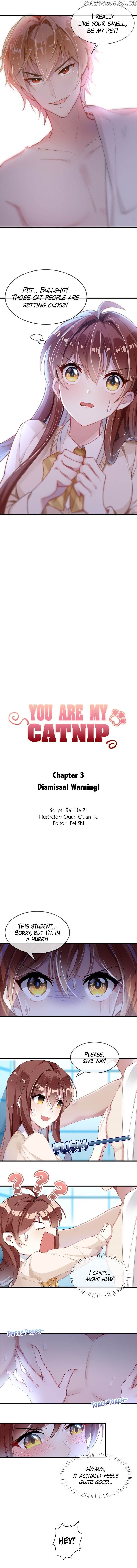You Are My Catnip chapter 3 - page 1